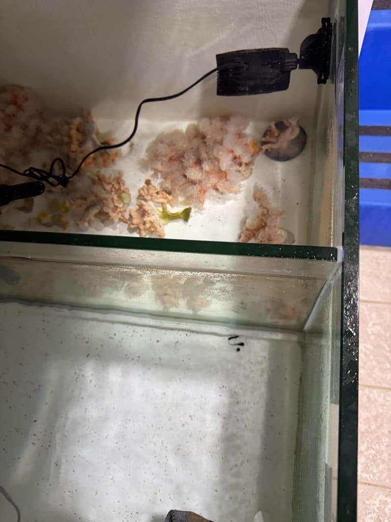CSM : une plongée inspirante dans la recherche contre les tumeurs cérébrales 6 CSM une plongee inspirante dans la recherche contre les tumeurs cerebrales 7
